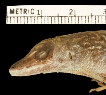 Media type: image;   Herpetology R-81581 Aspect: head lateral